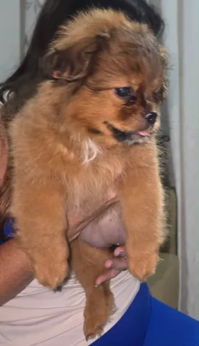 Shitzu com ilhasa apso