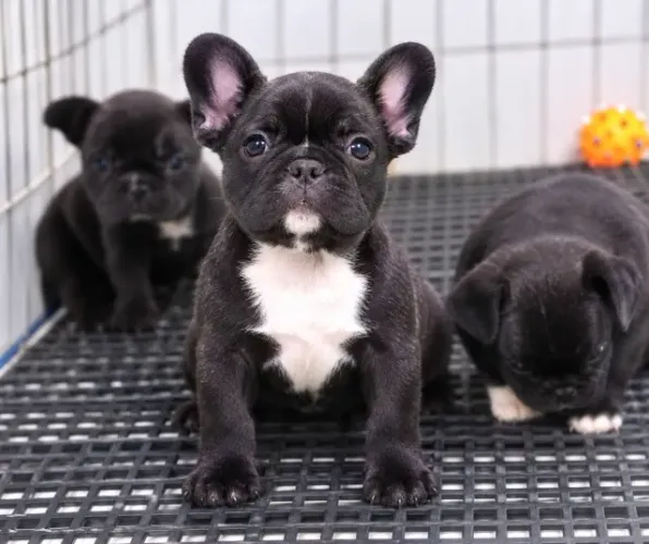 Bulldog Francês
