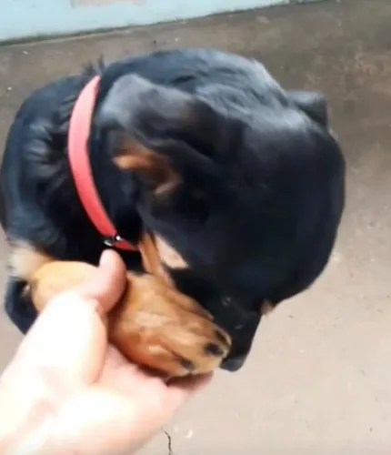 Rottweiler otima companhia
