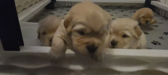 Filhotes de Golden Retriever | Escolha com confiança!