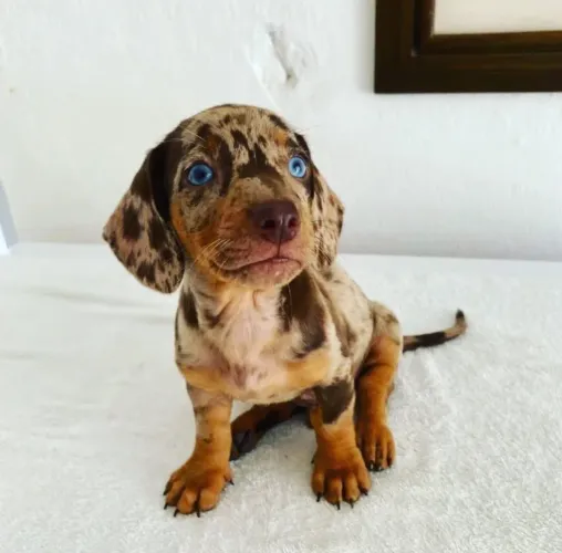 FILHOTES DE DACHSHUND