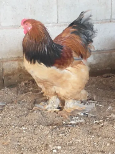 Galinhas da Raça Brahma