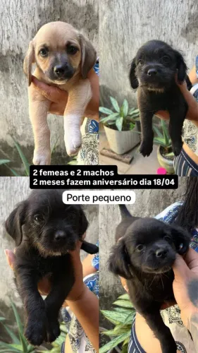 Doacao de cachorros porte pequeno 