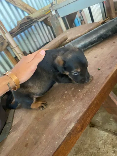 Rotweiler cachorro filhote rotweiler