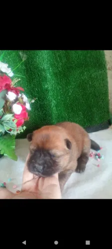 Filhotes de chowchow 