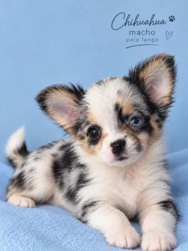 Chihuahua Macho PL