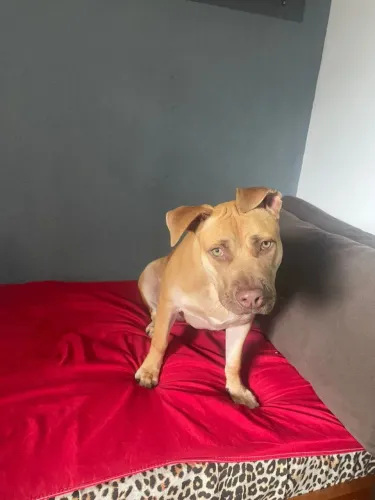 Doaçao Pitbull 8 meses (motivo preciso viajar e não tenho com quem deixar)