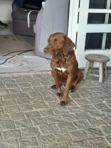 Cães Labradores