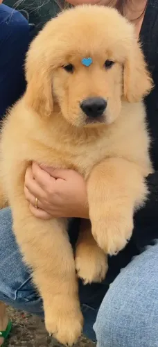 Filhotes Golden Retriever com pedigree