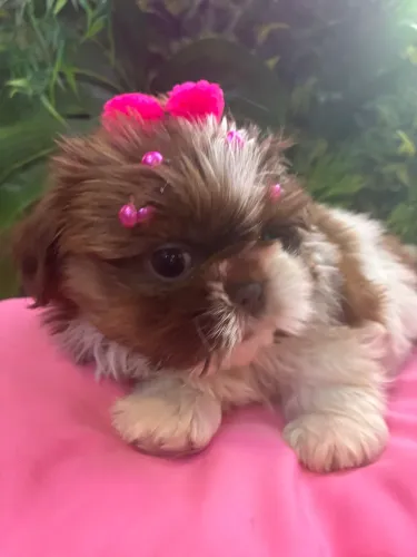 Shih tzu ! O presente q encanta