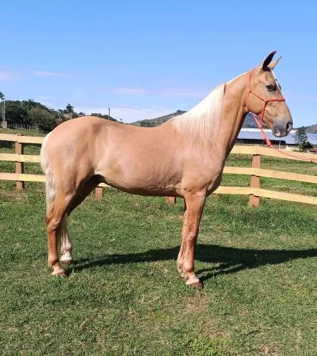 Cavalo baio amarílio sela e charrete