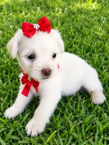 lindos poodle com Shitzu