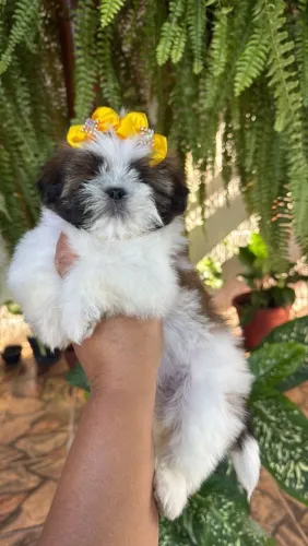 Shih Tzu Mini maravilhosa