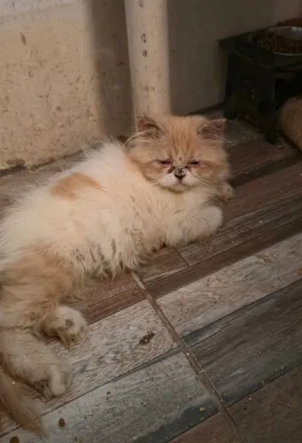 Doa-se gato persa 