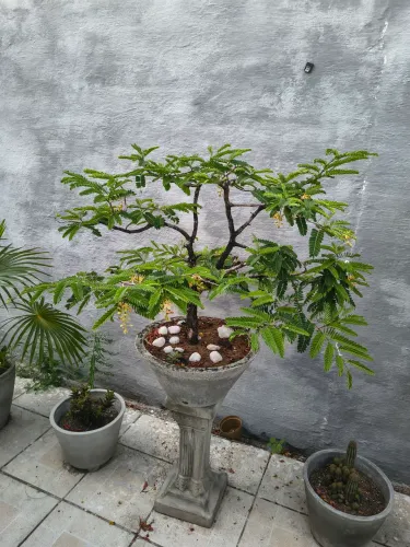 Bonsay raro de tamarindo raro de verdade não acha outro igual produz tamarindo 
