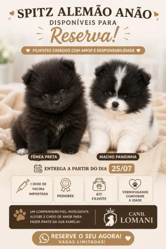 Filhotes de Spitz alemão anão, Lulu da Pomerânia 