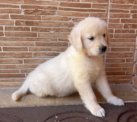 Filhote Golden Retriever disponível