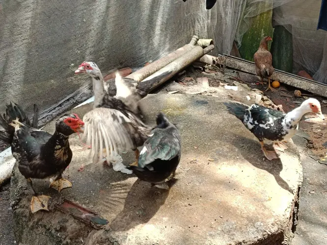 Patas e patos adultos já pondo !