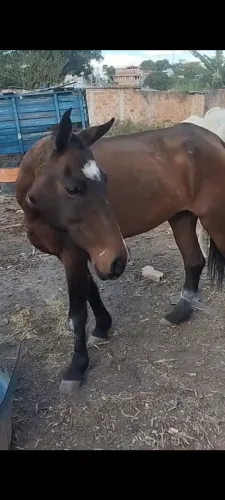 Vendo casal de. Animais. Cavalo e égua 