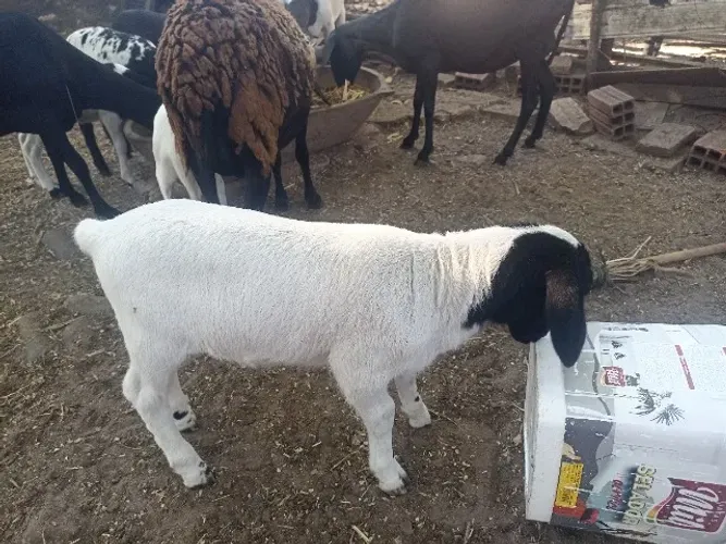 VENDO BORREGO DORPER