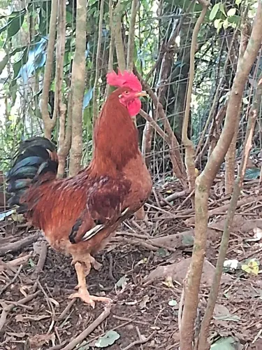 Vendo galo 