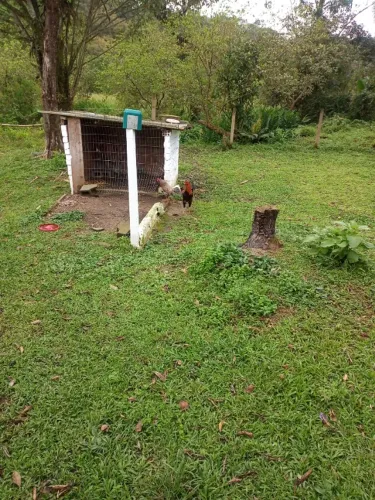 Galinhas caipira vendo barato