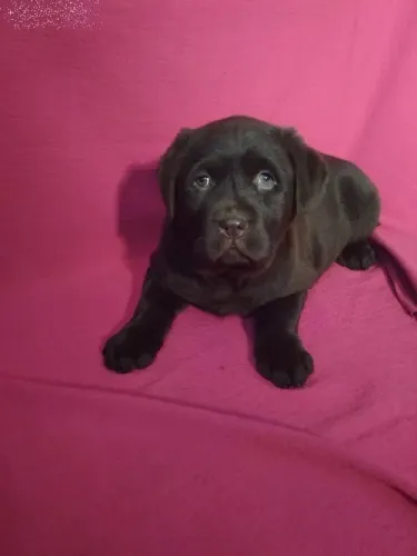 Labrador Retriever,Labrador Retriever Filhote Top Padrão da Raça