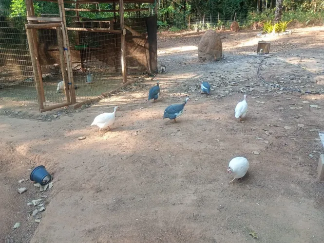 Vendo galinha Angola