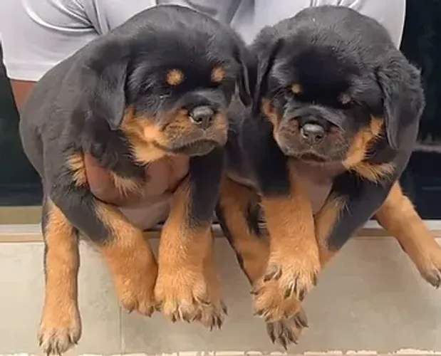 ROTTWEILER - MACHOS E FÊMEAS