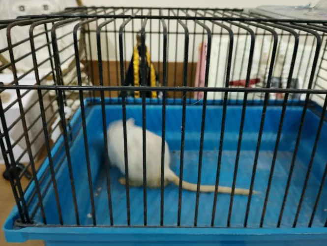 Hamster para doação 