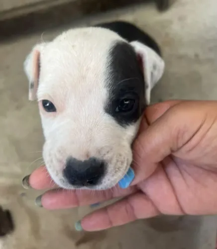 Vende-se filhotes de American Terrier