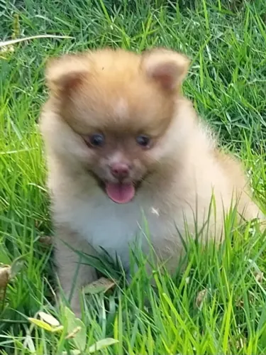 Lulu da pomerania