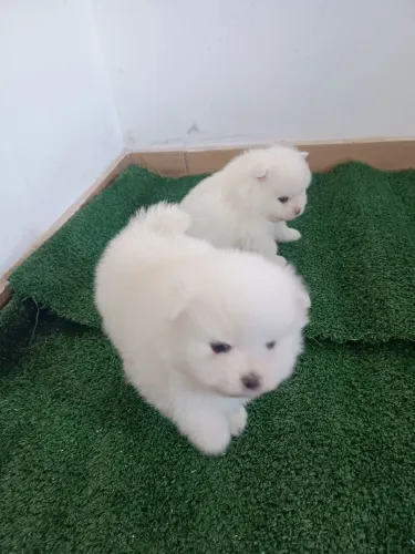 Spetz alemão conhecido como Lulu da Palmeirânia