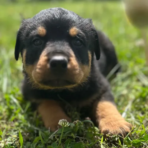 Rottweiler | Filhotes prontos para sua família