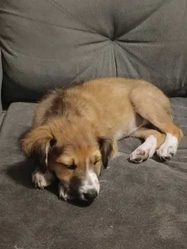 Doação Cachorro Fêmea 3 meses