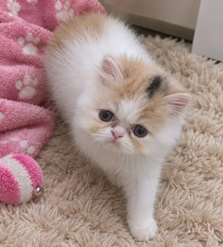 Gata persa fêmea tricolor