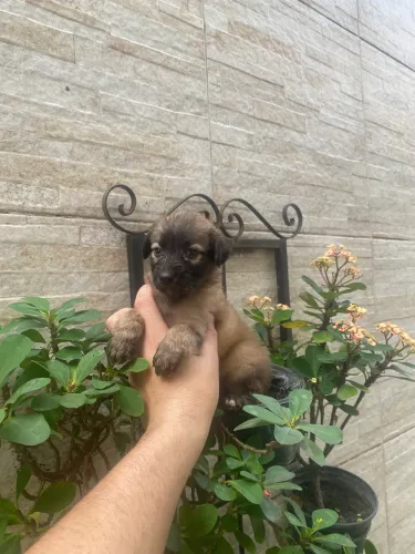 Yorkpoo fofos caminha de brinde e entrega grátis