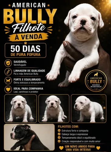 FILHOTES AMERICAN BULLY POCKET