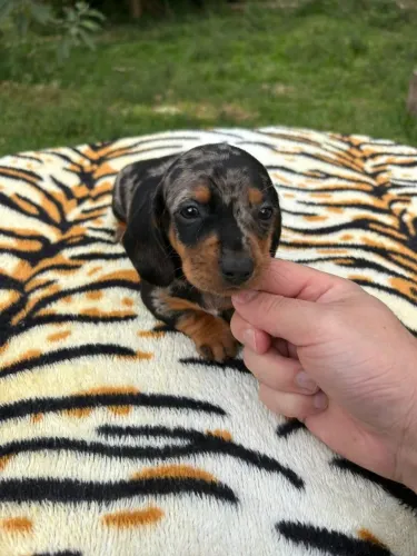 Dachshund: Filhotes Criados com Atenção e Dedicação