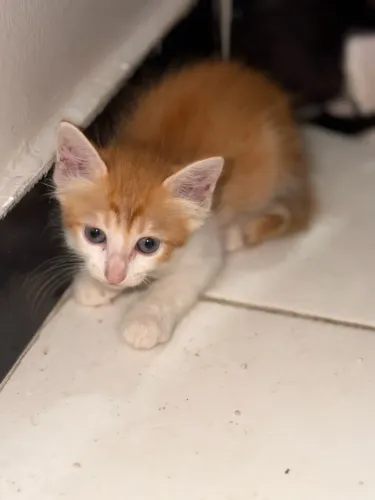 Gatos 