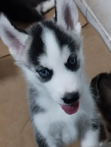 Vendo filhotes de Husky Siberiano
