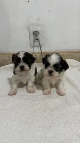 Shih tzu mini macho e fêmeas