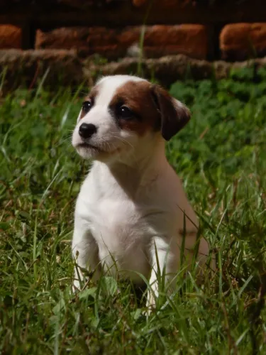 Filhotes de Jack Rusell Terrier com Pedigree CBKC azul