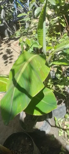 Mudas de banana da terra , parreira e cacau