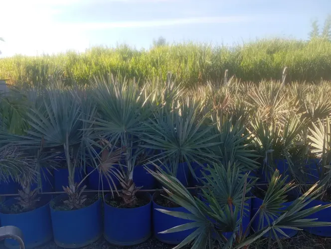 Palmeira azul 