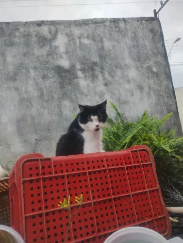 Doa-se gatos castrado