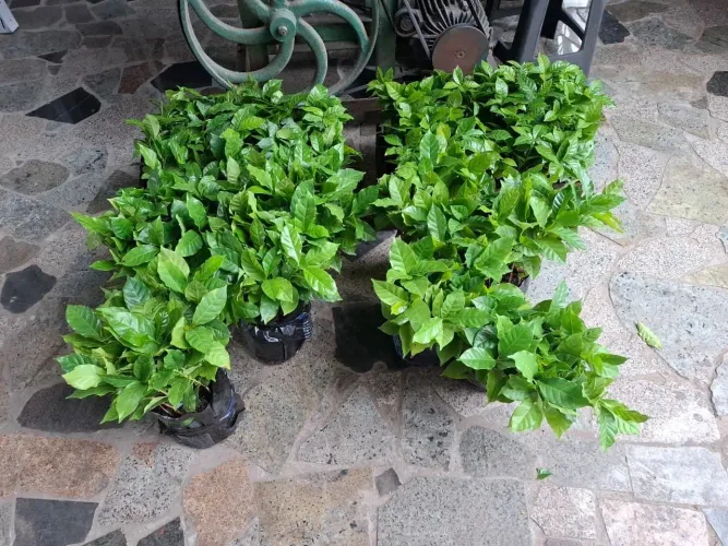 Mudas de café 