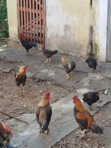 Vendo galos 