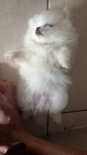 VENDESSE LULU ANÃO