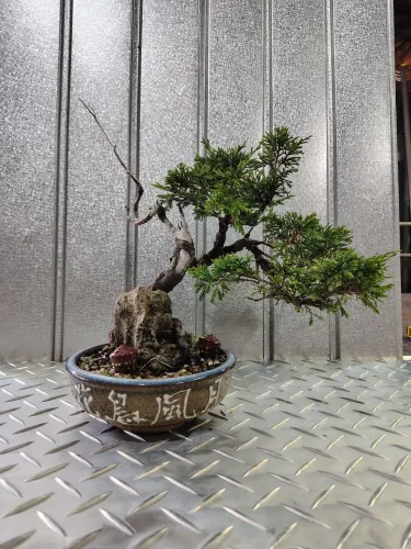 Bonsai Shimpaku Itogawa 